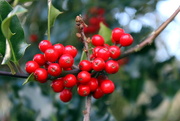 28th Nov 2017 - Holly berries