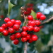 Holly berries by jeff