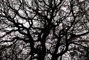2nd Dec 2017 - Durham tree