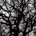 Durham tree by christophercox