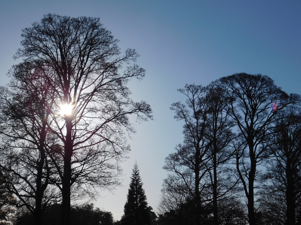  Wintery Sandringham sunshine by 365anne