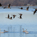 Geese and Swans  by tosee