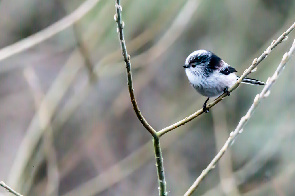 Long Tailed Tit. by padlock