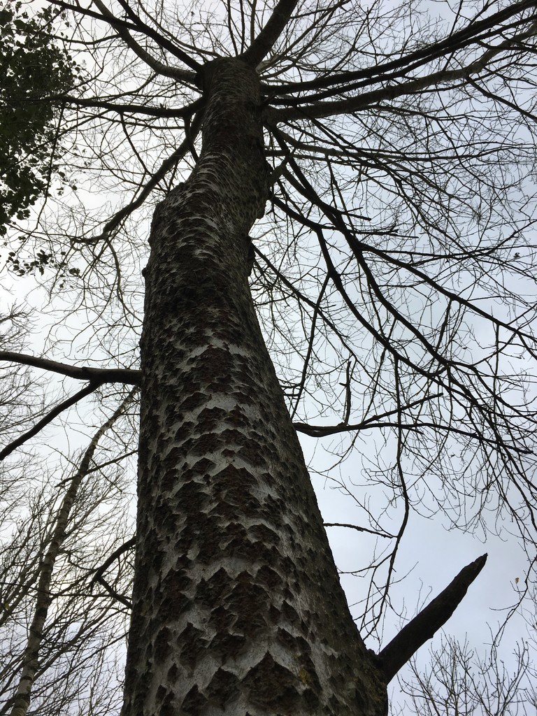 Tree trunk by 365projectmaxine
