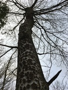 4th Dec 2017 - Tree trunk