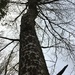 Tree trunk by 365projectmaxine