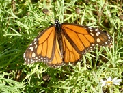 4th Dec 2017 - Monarch butterfly