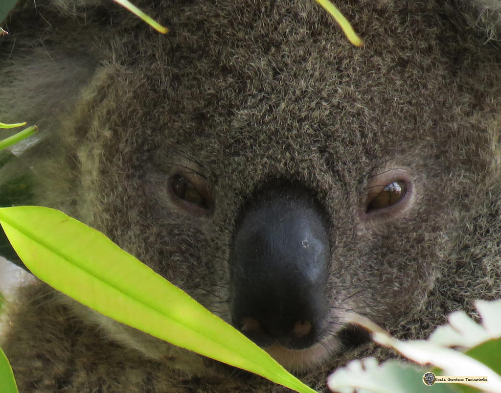 POV by koalagardens