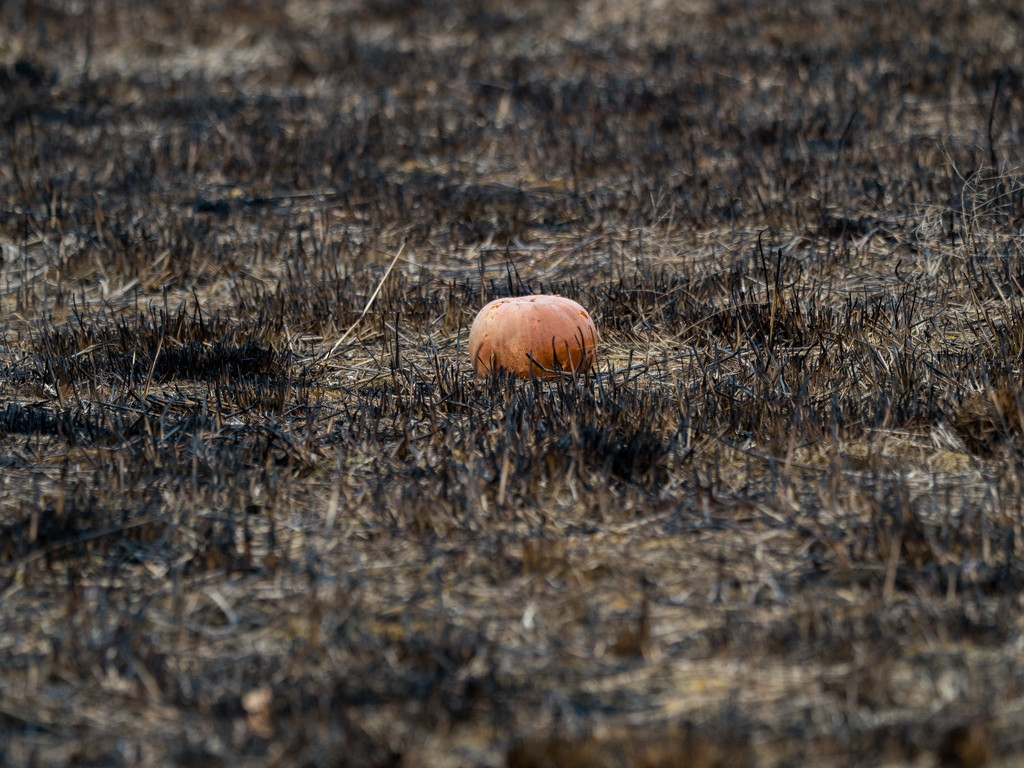Pumpkin survives a prairie burn by rminer