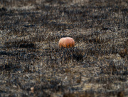 4th Dec 2017 - Pumpkin survives a prairie burn