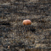 Pumpkin survives a prairie burn by rminer