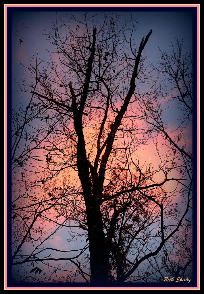 Sunrise and My Leafless Tree by vernabeth