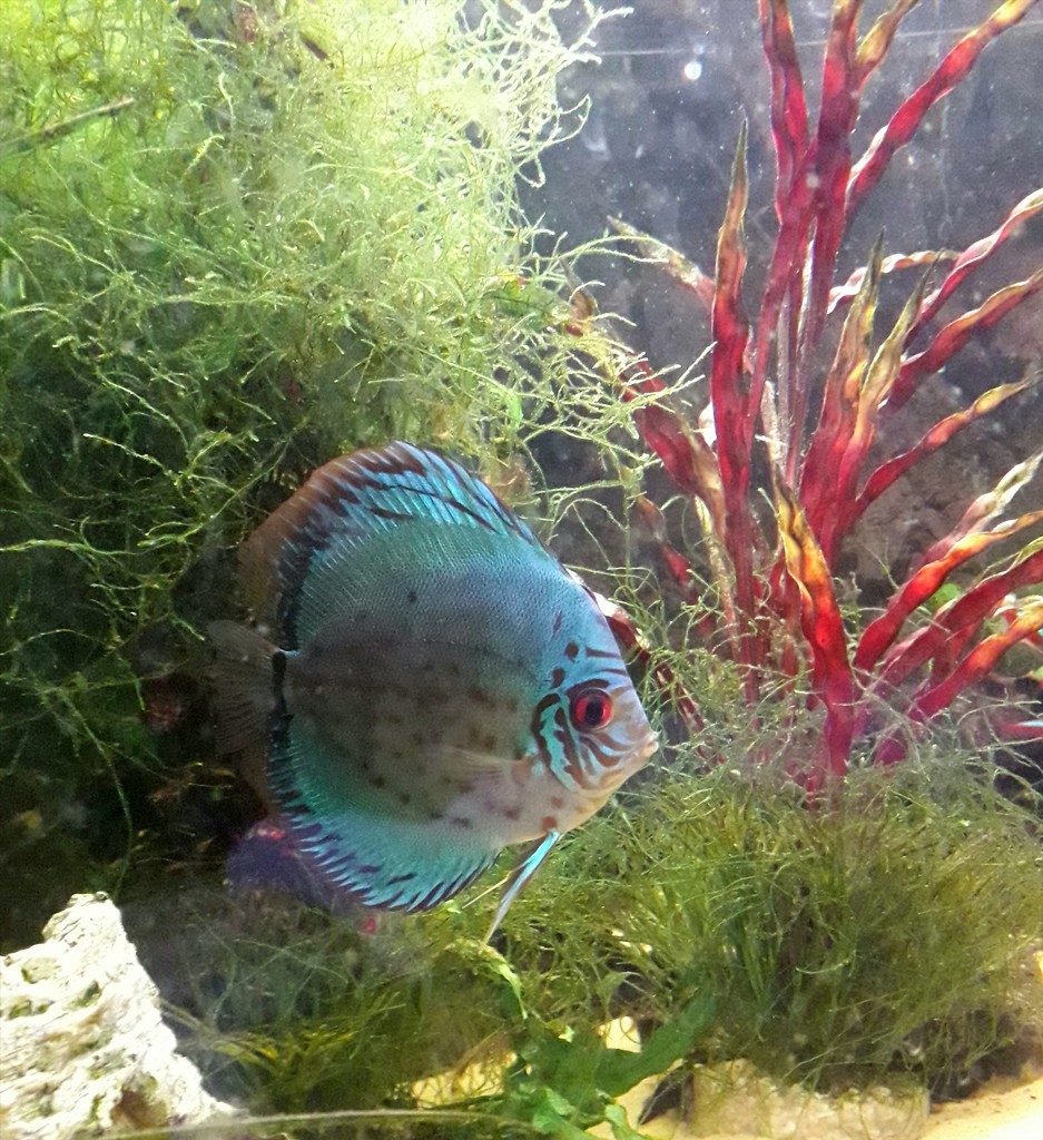 Turquoise Discus  by fbailey