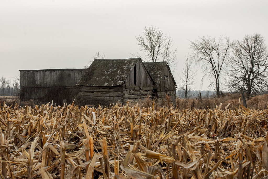 Old Barns by farmreporter