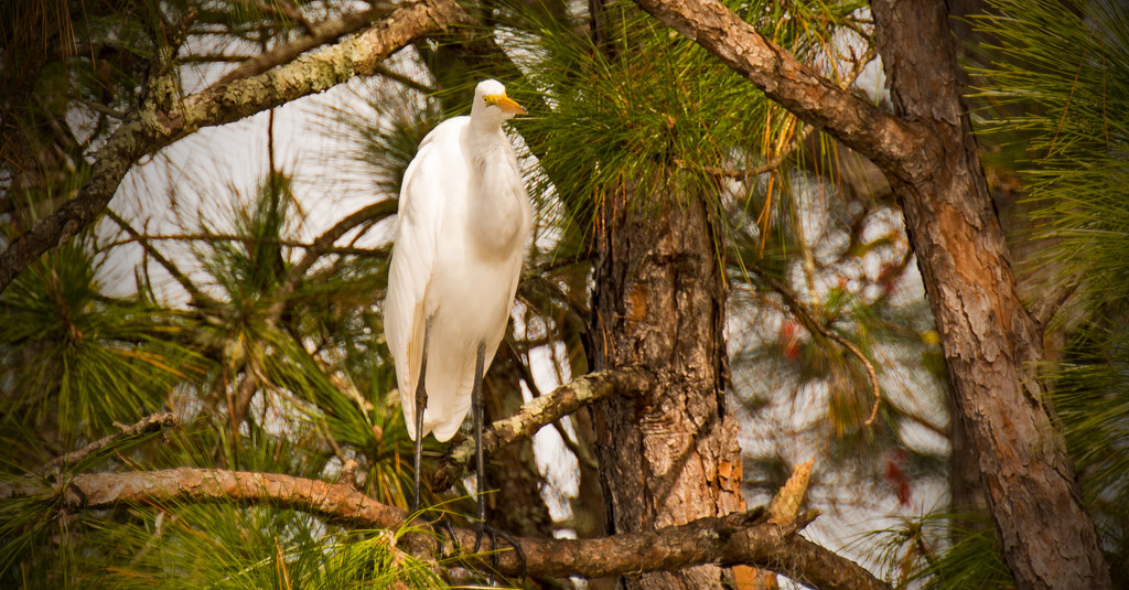 Just Another Egret in the Pines! by rickster549