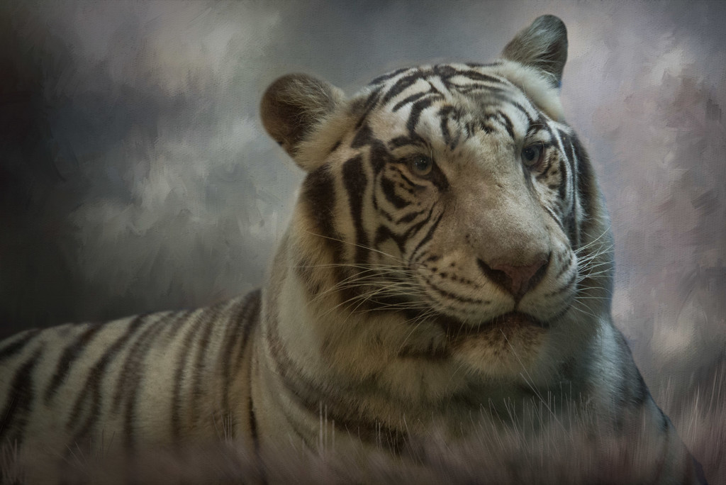 Bengal Tiger at Big-Cat-Habitat by taffy