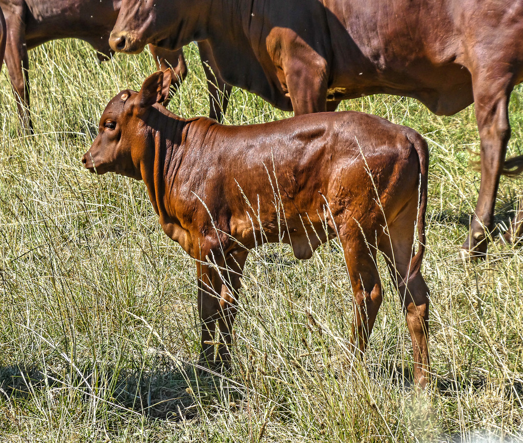 Ankole calf by ludwigsdiana