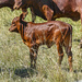 Ankole calf by ludwigsdiana