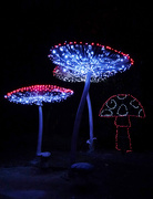 5th Dec 2017 - Fairy Mushrooms
