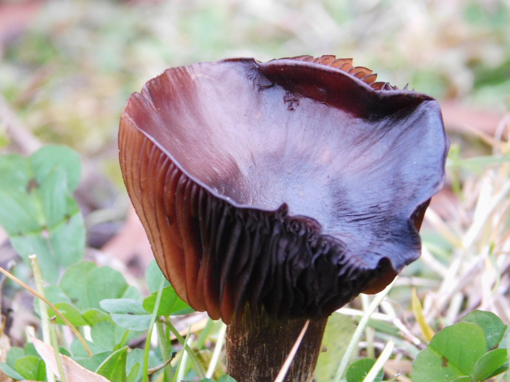  Black fungi by 365anne