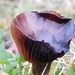  Black fungi by 365anne