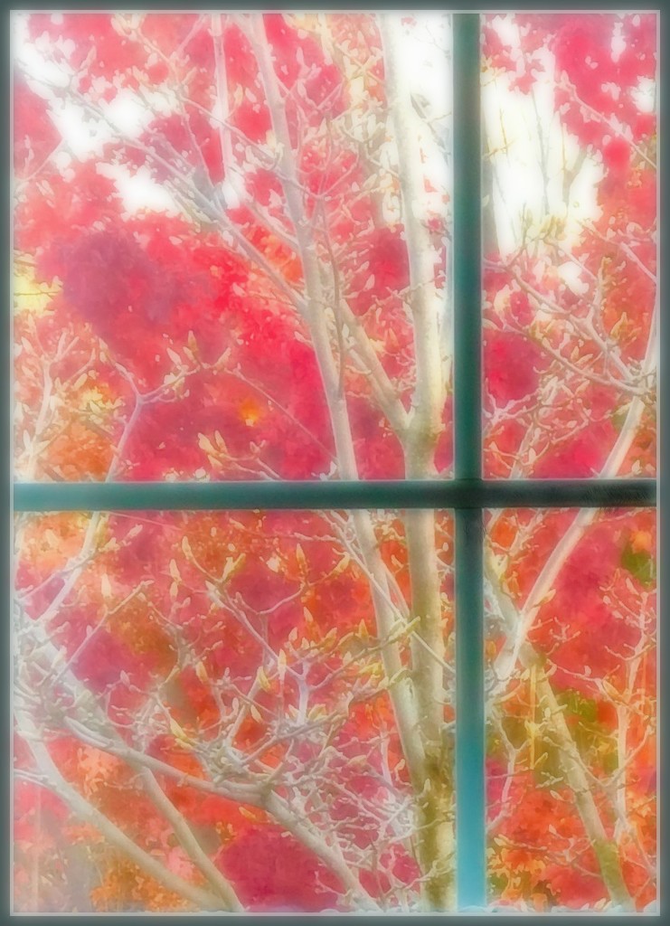 Through Yonder Window by gardenfolk