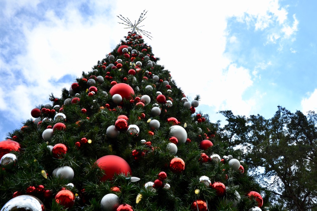 The Arboretum Christmas Tree by louannwarren