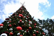 5th Dec 2017 - The Arboretum Christmas Tree