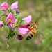 Busy Bee by leestevo