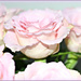 Pink Roses For Mum. by wendyfrost