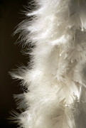 4th Dec 2017 - White Feathers
