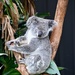 Koala by yorkshirekiwi