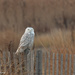 Snowy Owl!!! by shesnapped