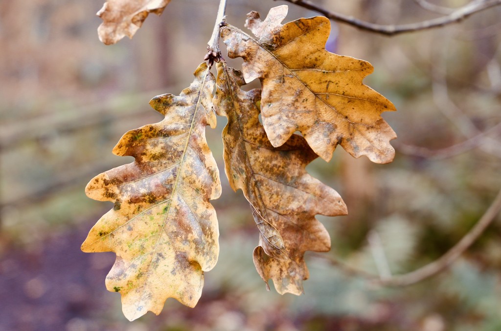 Determined Not To Fall by phil_sandford