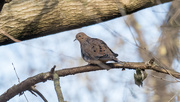5th Dec 2017 - Mourning Dove Wide