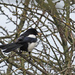 Magpie by philhendry