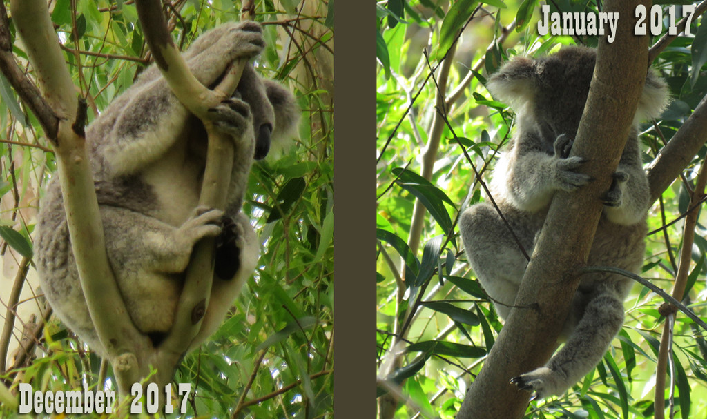 grow n up by koalagardens