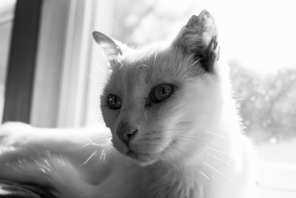 White Cat In Black & White by swchappell