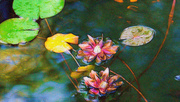 5th Dec 2017 - Impressionistic water lilies