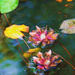 Impressionistic water lilies by randystreat