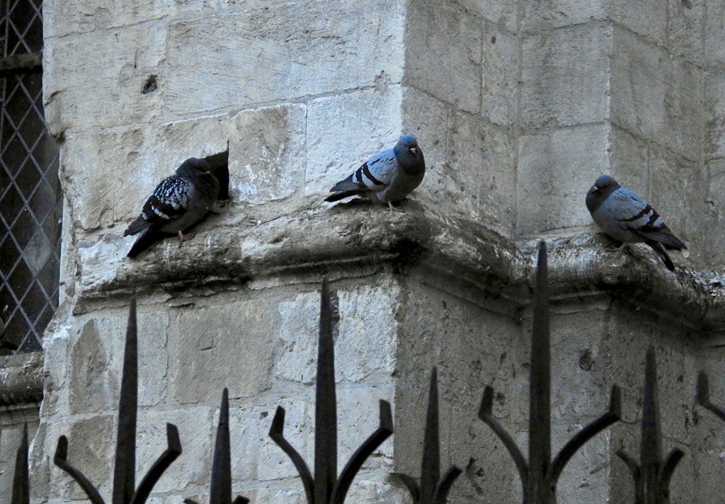three pigeons by amyk