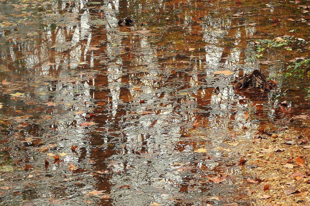Autumn Creek Abstract by homeschoolmom