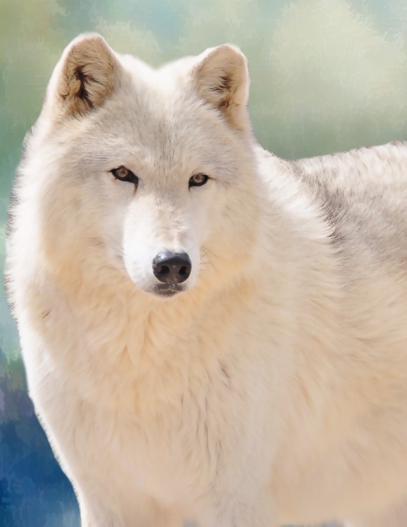 White Wolf  by joysfocus