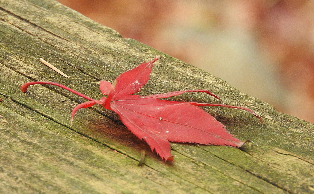 Red Leaf by homeschoolmom