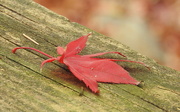 3rd Dec 2017 - Red Leaf