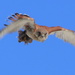 Hawk eye by gilbertwood