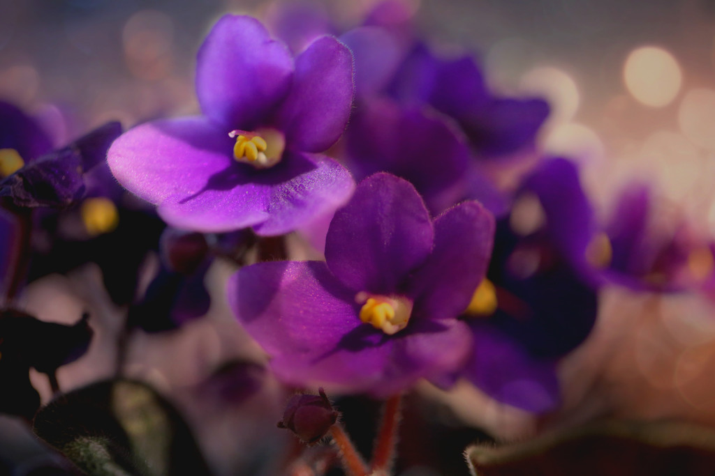 African Violet by gq