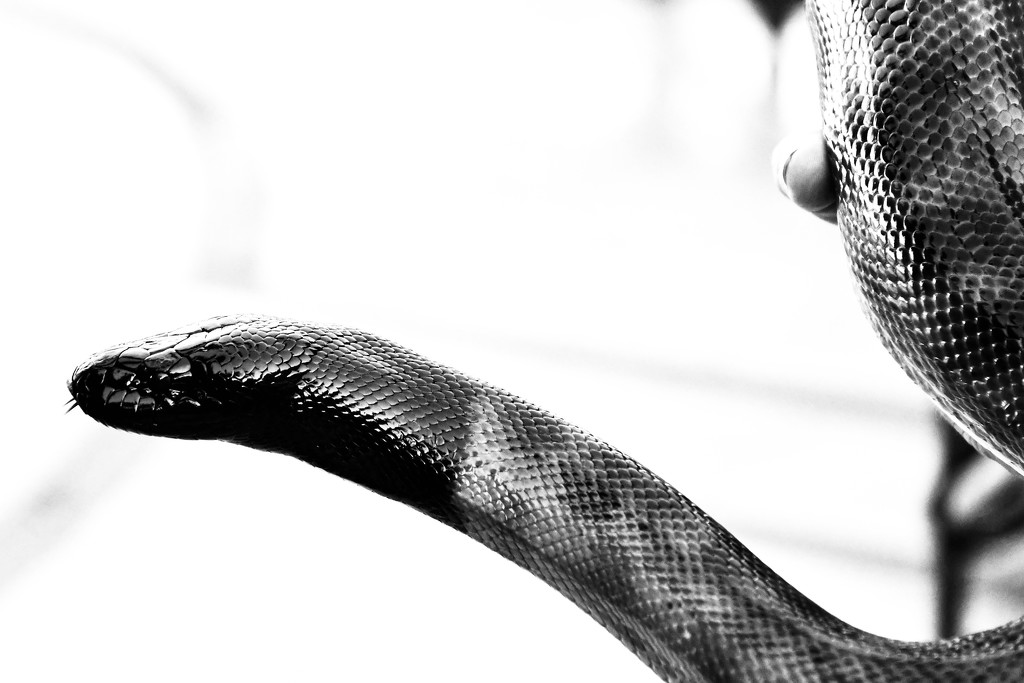 Black Headed Python by yorkshirekiwi