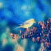 Little Bird by joysfocus