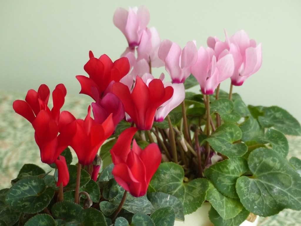Cyclamen by foxes37